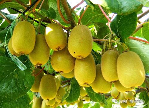 猕猴桃爆料新闻视频,揭秘猕猴桃产业最新动态与热点事件 第1张 猕猴桃爆料新闻视频,揭秘猕猴桃产业最新动态与热点事件 第1张